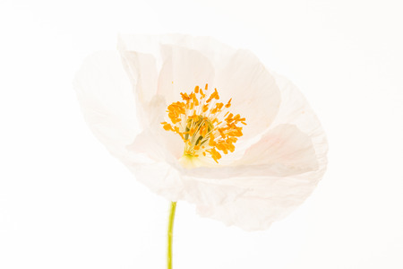 nice poppyの写真素材