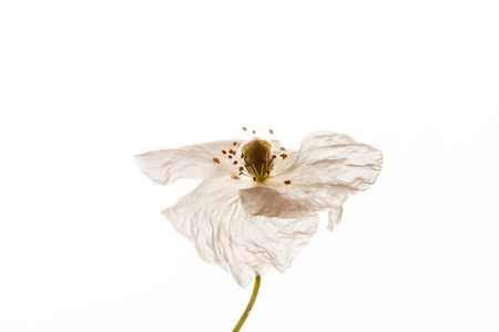 poppy isolated on the whiteの写真素材