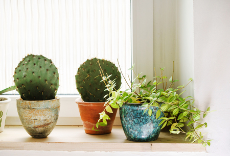 house plantsの写真素材