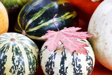Collection of Pumpkins
