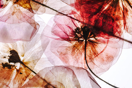 dried flowersの写真素材