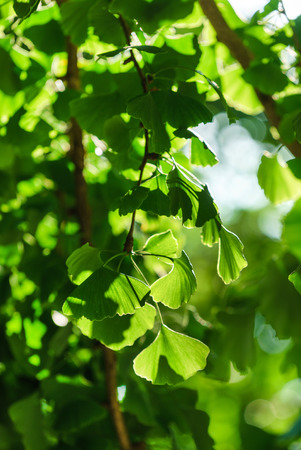 Gingko Biloba tree in the parkの写真素材