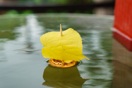 leaf shipの写真素材