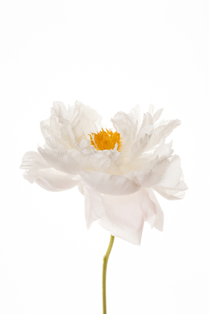 peony flowerの写真素材