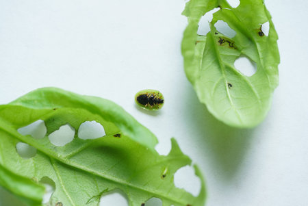 green stick bugの写真素材