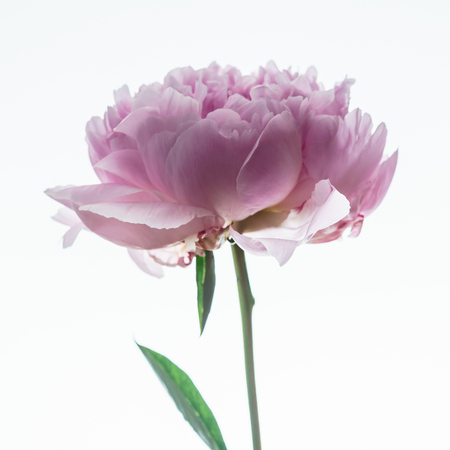 peony flowerの写真素材
