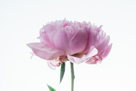 peony flowerの写真素材