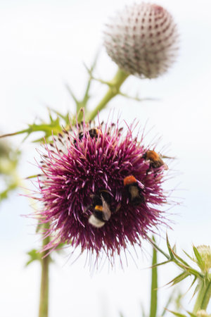 Bee on flower