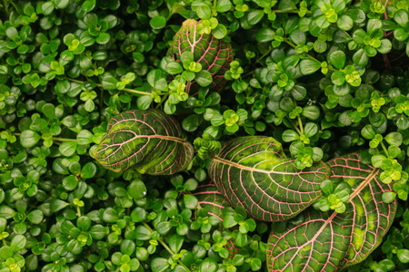 fittonia plant backgroundの写真素材