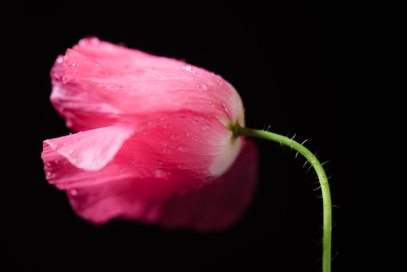 poppy flower on the black backgroundの写真素材
