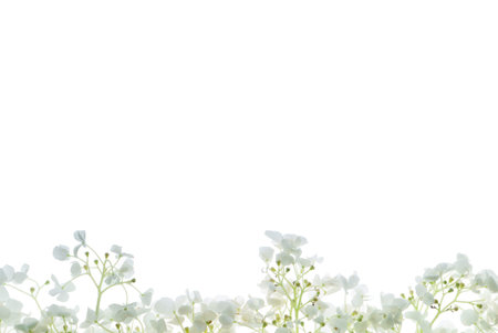 flowers composition