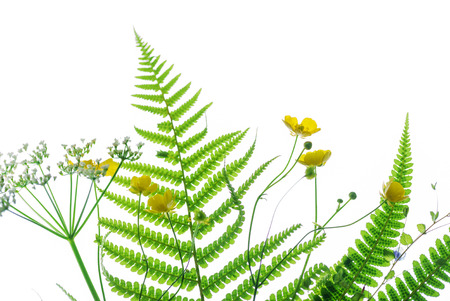 summer flowersの写真素材