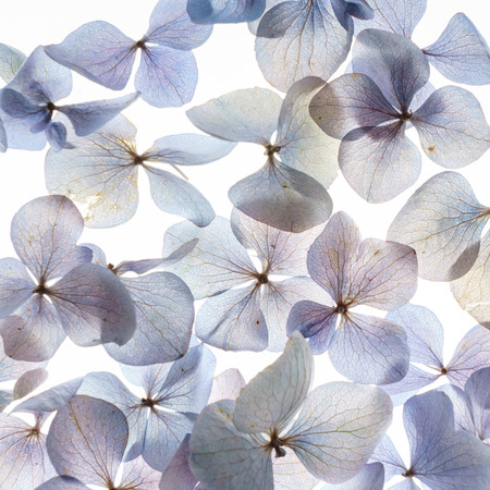 floral compositionの写真素材