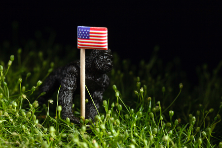 american flag on teh green meadowの写真素材