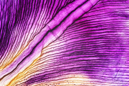 iris petals closeupの写真素材