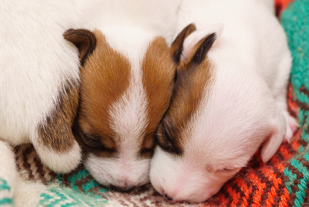 Jack Russell Terrier Puppyの写真素材