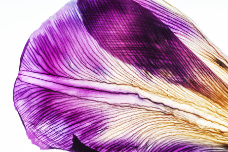 iris petals closeupの写真素材