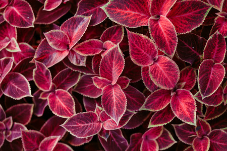 coleus plant backgroundの写真素材