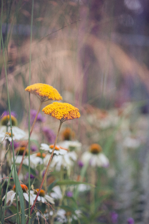 autumn flowersの写真素材