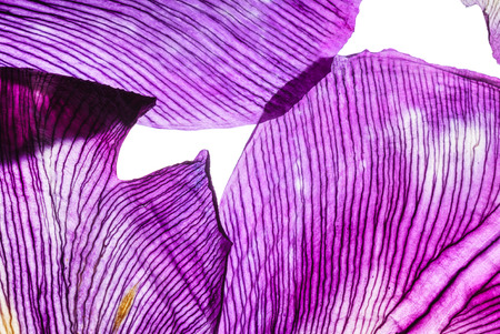 iris petals closeupの写真素材