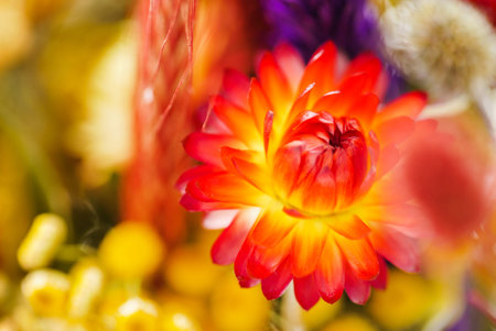 autumn flowers