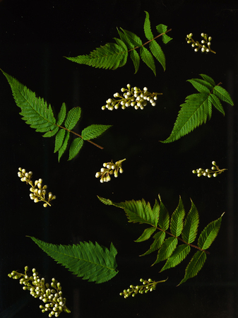 floristic compositionの写真素材