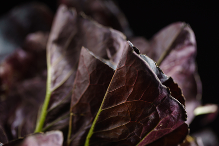 oak leaf lettuceの写真素材
