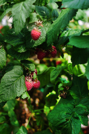 raspberry branch
