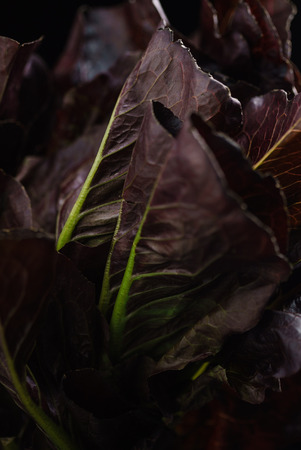 oak leaf lettuce close up viewの写真素材