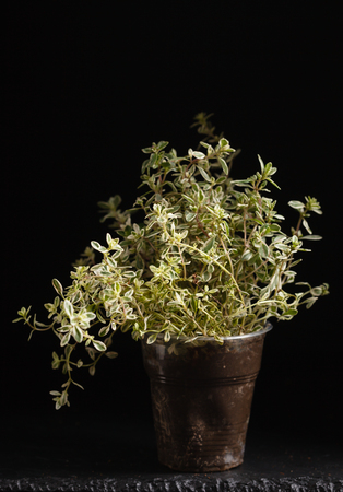 thyme in the pot close up viewの写真素材