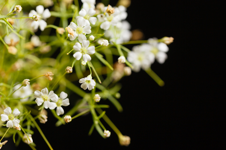 flowers on the black backgroundの写真素材