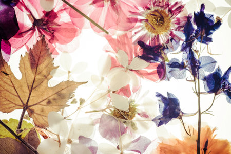 floristic backgroundの写真素材