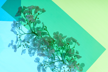 colorful shapes with flowersの写真素材