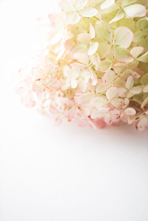 hydrangea flower