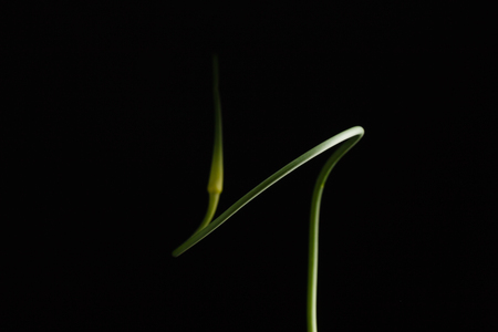 garlic scapeの写真素材