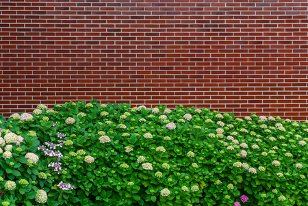 hydrangea flowers near wallの写真素材