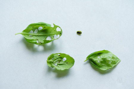 green stick bugの写真素材