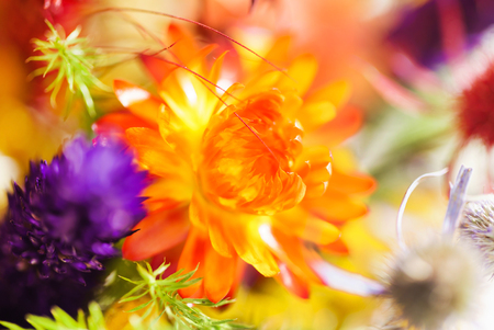 autumn flowersの写真素材