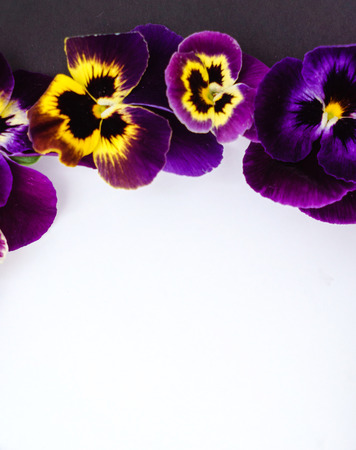 pansy flowersの写真素材