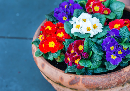 primrose flowersの写真素材