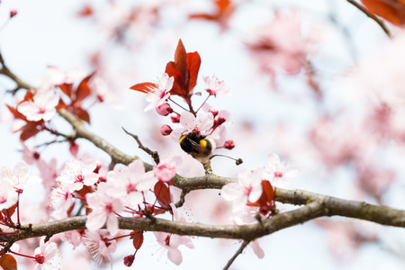 spring treeの写真素材