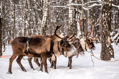 Northern house deerの写真素材