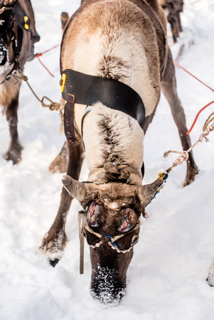 Northern house deerの写真素材