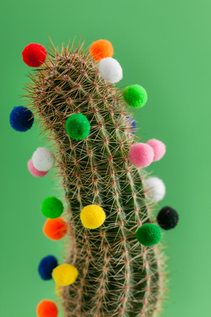 Christmas cactusの写真素材