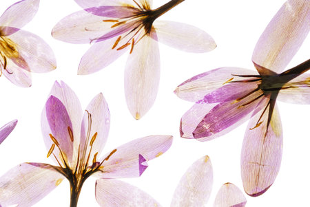 dry crocus flowersの写真素材