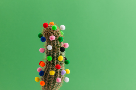 Christmas cactusの写真素材