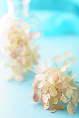 hydrangea flowers on the blue backgroundの写真素材