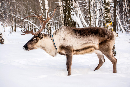 Northern house deer の写真素材