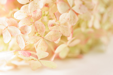 hydrangea flowers on the white backgroundの写真素材