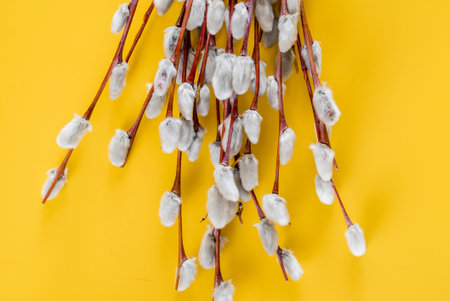 pussy-willow branches on the yellow background